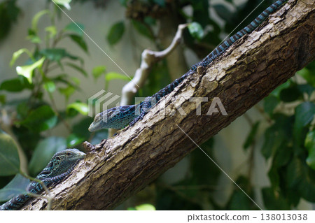 close-up of Macrae's monitor lizard on a tree close-up of Macrae's monitor lizard on a tree 138013038