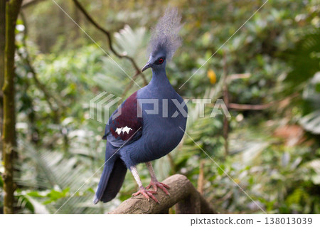 close-up of a beautiful crowned pigeon in the forest close-up of a beautiful crowned pigeon in the forest 138013039