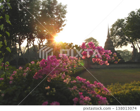 Pink bougainvillea flowers and ancient stupa at sunset in Sukhothai 138013074