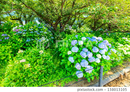 Saitama Prefecture, Satte City, Gongendo Cherry Blossom Embankment, Hydrangea Festival Saitama Prefecture, Satte City, Gongendo Cherry Blossom Embankment, Hydrangea Festival 138013105