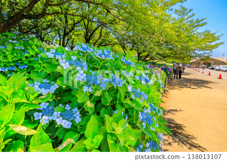 Saitama Prefecture, Satte City, Gongendo Cherry Blossom Embankment, Hydrangea Festival 138013107