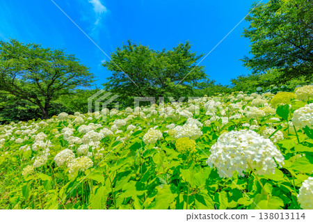 Saitama Prefecture, Satte City, Gongendo Cherry Blossom Embankment, Hydrangea Festival Saitama Prefecture, Satte City, Gongendo Cherry Blossom Embankment, Hydrangea Festival 138013114