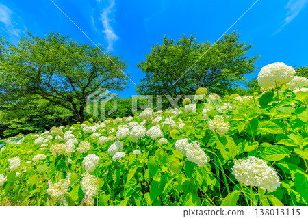 Saitama Prefecture, Satte City, Gongendo Cherry Blossom Embankment, Hydrangea Festival 138013115