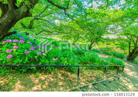 埼玉縣佐手市權賢苑櫻花堤岸繡球花節 埼玉縣佐手市權賢苑櫻花堤岸繡球花節 138013129