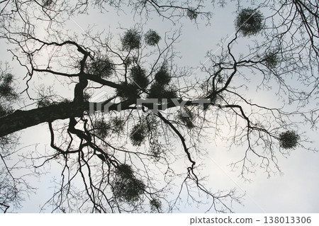 Silhouettes of leafless trees with mistletoe clusters against an overcast sky Silhouettes of leafless trees with mistletoe clusters against an overcast sky 138013306