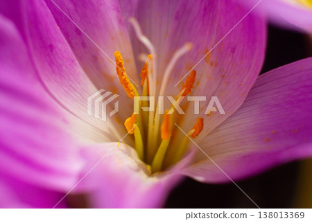 close-up of a beautiful Colchicum flower in the garden 138013369