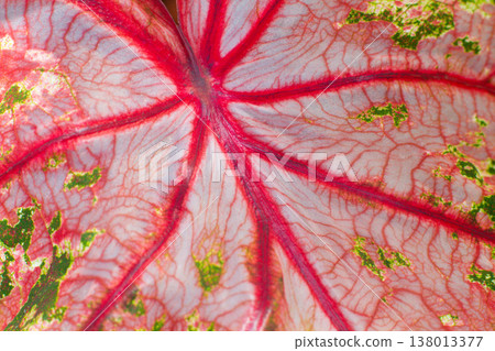 close-up texture of a leaf of the Caladium Pink Beauty plant close-up texture of a leaf of the Caladium Pink Beauty plant 138013377