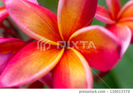 close-up of a beautiful Plumeria Flower in the garden close-up of a beautiful Plumeria Flower in the garden 138013378