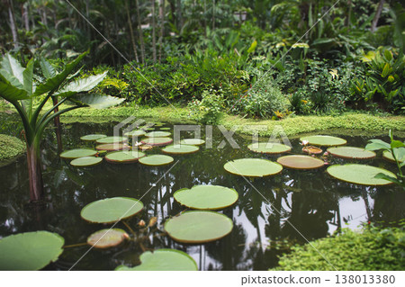 Scenic view of the Bandstand gazebo surrounded by yellow rain trees in Singapore Botanic Gardens 138013380