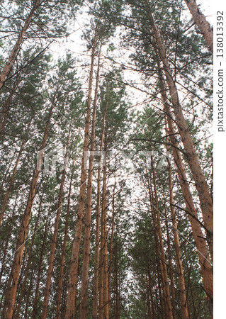 Low-angle view of tall pine tree canopies against a bright sky Low-angle view of tall pine tree canopies against a bright sky 138013392
