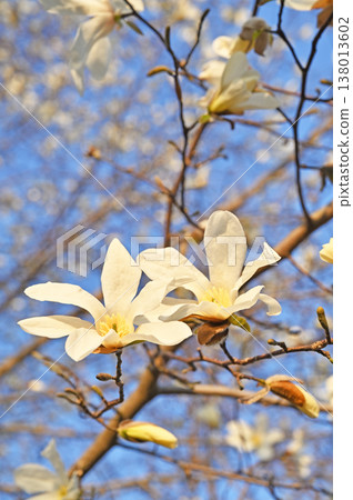 樹·Kobushi Magnolia家庭 樹·Kobushi Magnolia家庭 138013602