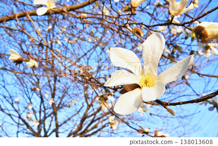 樹·Kobushi Magnolia家庭 138013608