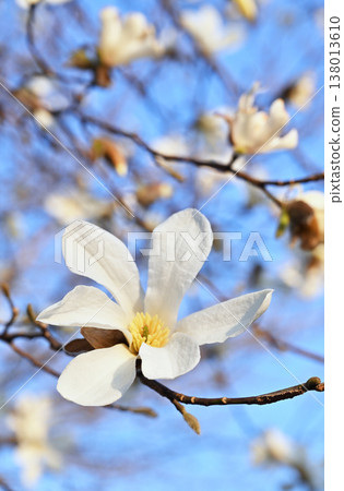 樹·Kobushi Magnolia家庭 138013610