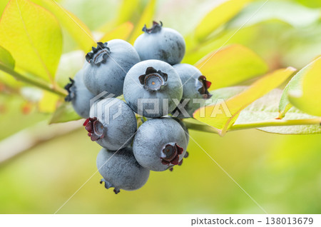 Blueberries Sapporo City 138013679