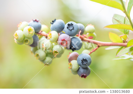 Blueberries Sapporo City 138013680