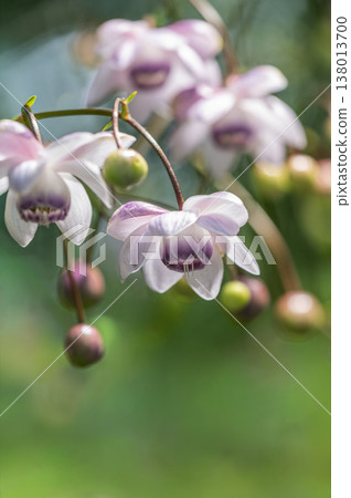 大葉海葵 瀧野鈴蘭丘陵公園 札幌市 138013700