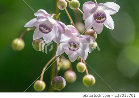 Anemonopsis macrophylla Takino Suzuran Hillside Park Sapporo City 138013701