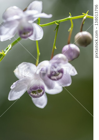Anemonopsis macrophylla Takino Suzuran Hillside Park Sapporo City Anemonopsis macrophylla Takino Suzuran Hillside Park Sapporo City 138013706