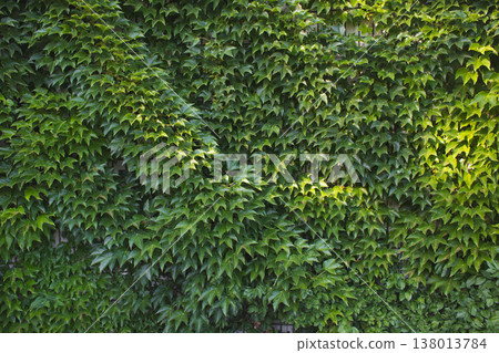 Wall of dense green Boston Ivy leaves 138013784