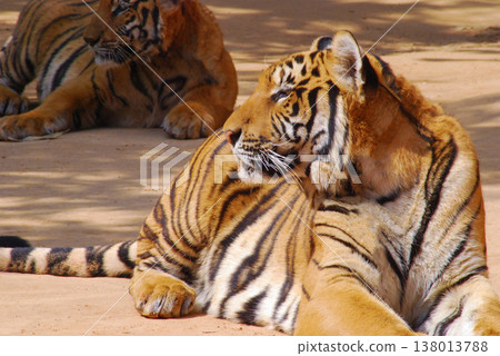 a beautiful big tiger is resting and walking around the zoo 138013788