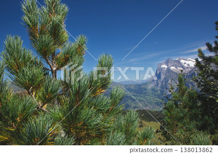 Green pine branches overlooking the Grindelwald valley and Alpine peaks Green pine branches overlooking the Grindelwald valley and Alpine peaks 138013862