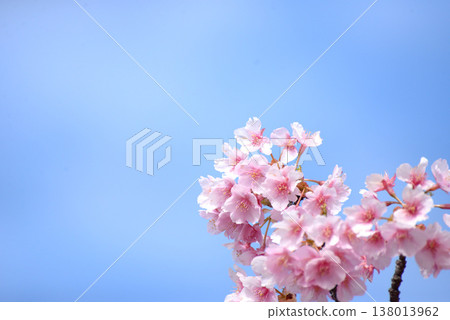 Kawazu cherry blossoms in Soka City 138013962