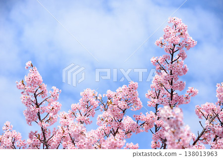 Kawazu cherry blossoms in Soka City Kawazu cherry blossoms in Soka City 138013963