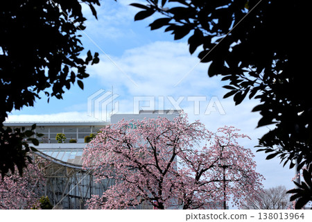 Anzai cold cherry tree Anzai cold cherry tree 138013964