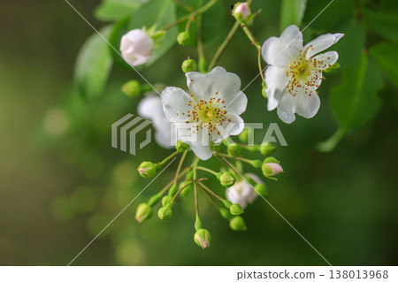 White wild roses blooming in the lush green forest White wild roses blooming in the lush green forest 138013968