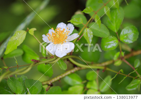 White wild rose blossoms, wet with rain, bloom in the lush green forest. White wild rose blossoms, wet with rain, bloom in the lush green forest. 138013977