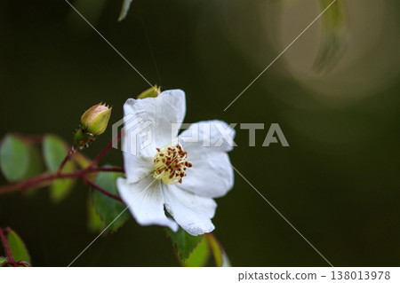 White wild roses blooming in the lush green forest 138013978