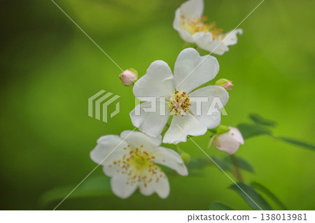 White wild roses blooming in the lush green forest White wild roses blooming in the lush green forest 138013981