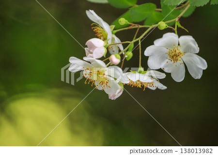 White wild roses blooming in the lush green forest White wild roses blooming in the lush green forest 138013982