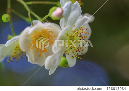 White wild roses blooming in the lush green forest White wild roses blooming in the lush green forest 138013984