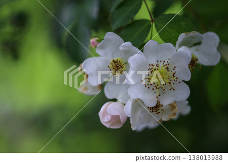 White wild roses blooming in the lush green forest White wild roses blooming in the lush green forest 138013988