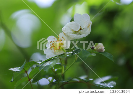 White wild rose blossoms, wet with rain, bloom in the lush green forest. White wild rose blossoms, wet with rain, bloom in the lush green forest. 138013994
