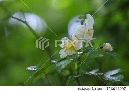 White wild rose blossoms, wet with rain, bloom in the lush green forest. White wild rose blossoms, wet with rain, bloom in the lush green forest. 138013997