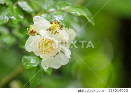 White wild rose blossoms, wet with rain, bloom in the lush green forest. White wild rose blossoms, wet with rain, bloom in the lush green forest. 138014000