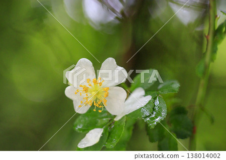 雨水浸潤的白色野玫瑰花在鬱鬱蔥蔥的森林中盛開。 138014002