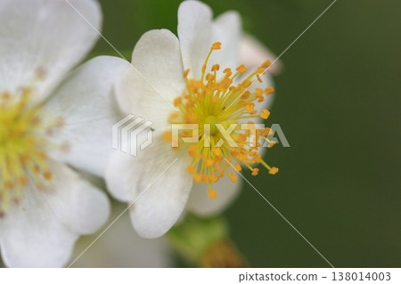 鬱鬱蔥蔥的森林裡，盛開著白色的野玫瑰。 138014003