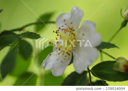 鬱鬱蔥蔥的森林裡,盛開著白色的野玫瑰。 鬱鬱蔥蔥的森林裡,盛開著白色的野玫瑰。 138014004