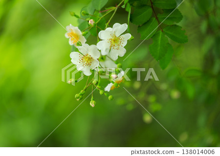 White wild roses blooming in the lush green forest White wild roses blooming in the lush green forest 138014006