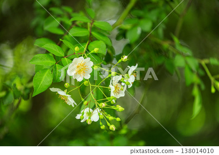 White wild roses blooming in the lush green forest White wild roses blooming in the lush green forest 138014010