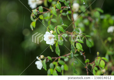 White wild rose blossoms, wet with rain, bloom in the lush green forest. White wild rose blossoms, wet with rain, bloom in the lush green forest. 138014012