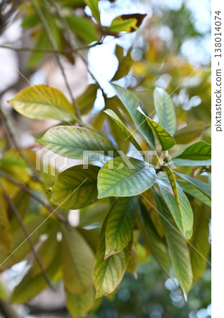 樹·馬尾科植物科 樹·馬尾科植物科 138014074