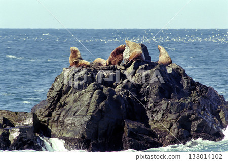 A sea lion resting on a rocky outcrop A sea lion resting on a rocky outcrop 138014102