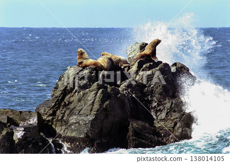 A sea lion resting on a rocky outcrop 138014105