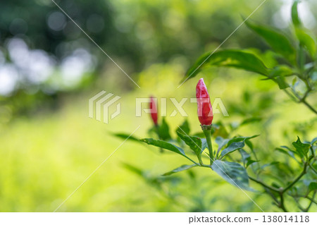 Fresh red chili pepper on green plant with soft background light showing natural growth healthy food ingredient and vibrant garden environment Fresh red chili pepper on green plant with soft background light showing natural growth healthy food ingredient and vibrant garden environment 138014118