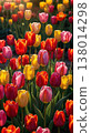 Various tulip fields 138014298