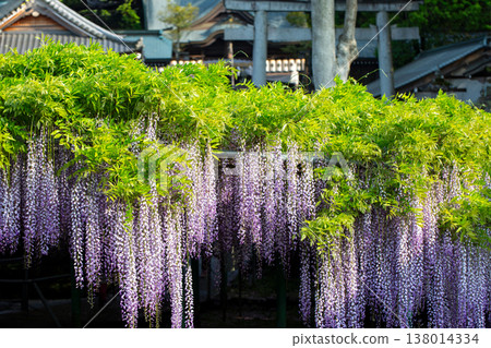 筱田神社的紫藤花 筱田神社的紫藤花 138014334